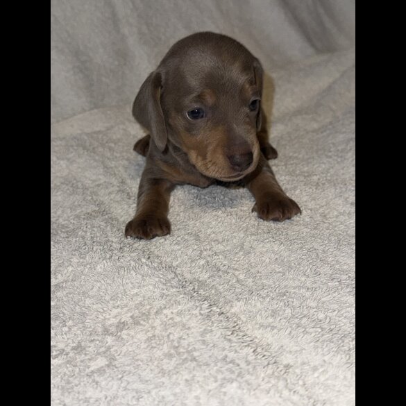 Dachshund (Smooth Haired)