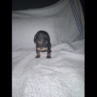 Dachshund (Smooth Haired)