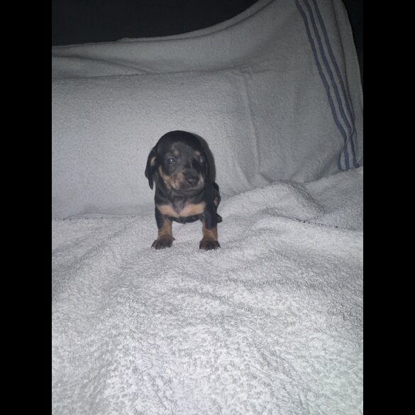 Dachshund (Smooth Haired)