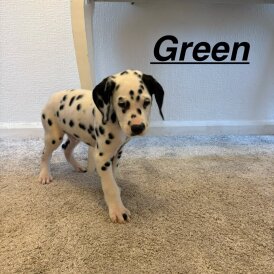 Dalmatian