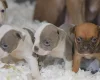 English Bulldog