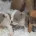 English Bulldog