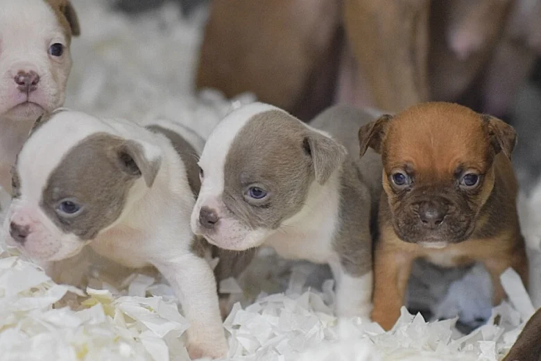 English Bulldog