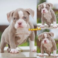 English Bulldog