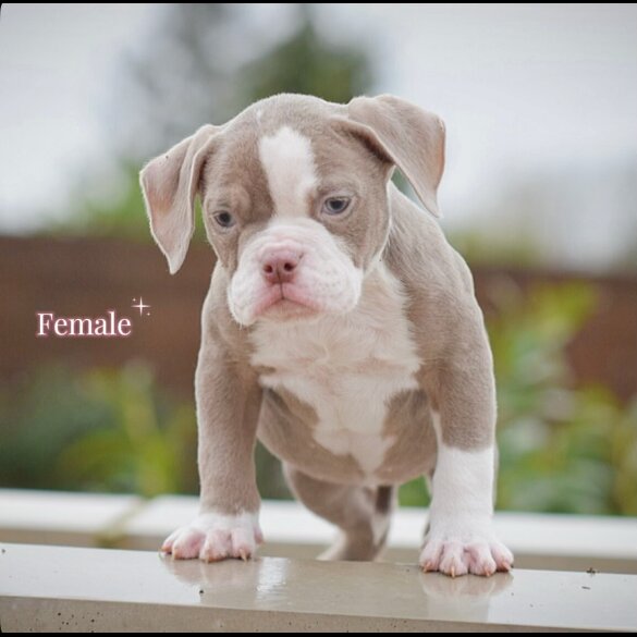 English Bulldog