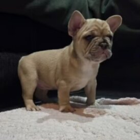 French Bulldog