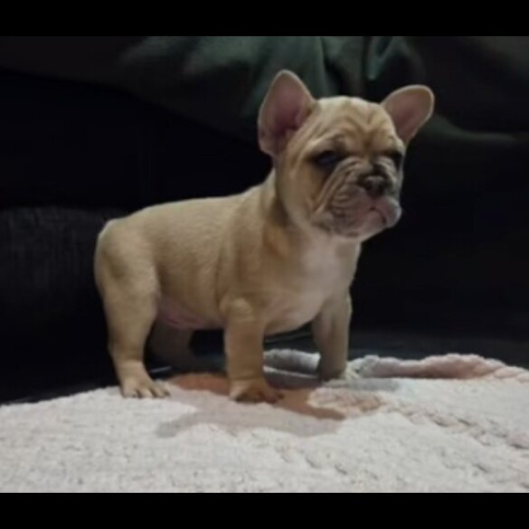 French Bulldog