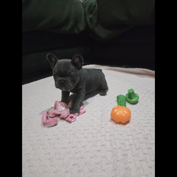 French Bulldog
