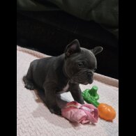 French Bulldog