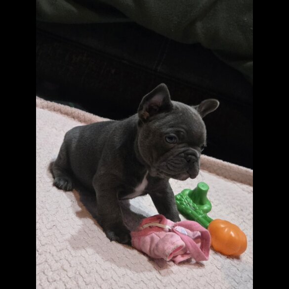 French Bulldog