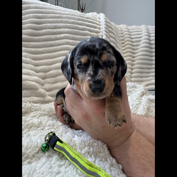 Dachshund (Smooth Haired)