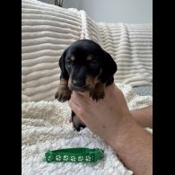 Dachshund (Smooth Haired)