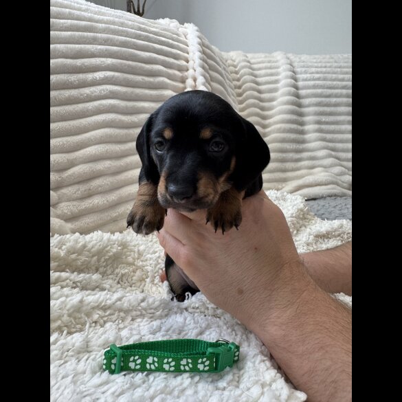 Dachshund (Smooth Haired)