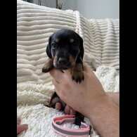 Dachshund (Smooth Haired)