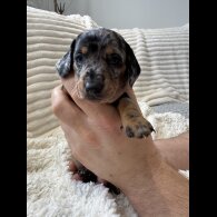 Dachshund (Smooth Haired)