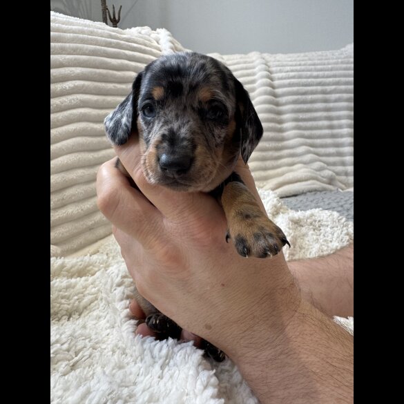 Dachshund (Smooth Haired)