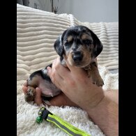 Dachshund (Smooth Haired)