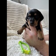 Dachshund (Smooth Haired)