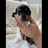 Dachshund (Smooth Haired)