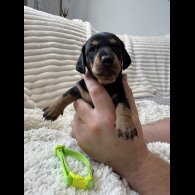 Dachshund (Smooth Haired)