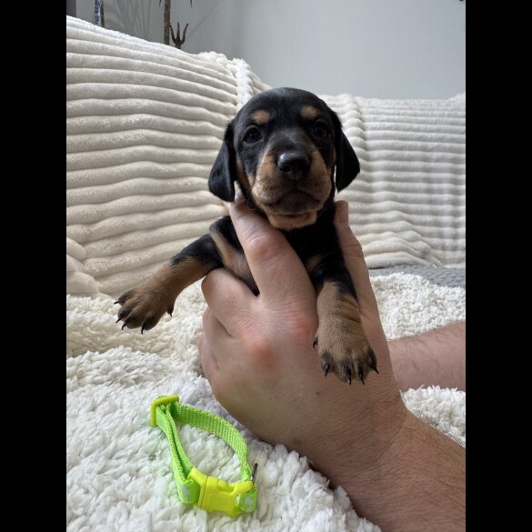 Dachshund (Smooth Haired)