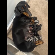 Dachshund (Smooth Haired)