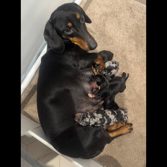 Dachshund (Smooth Haired)