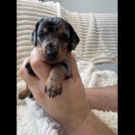 Dachshund (Smooth Haired)