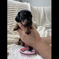 Dachshund (Smooth Haired)