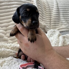 Dachshund (Smooth Haired)