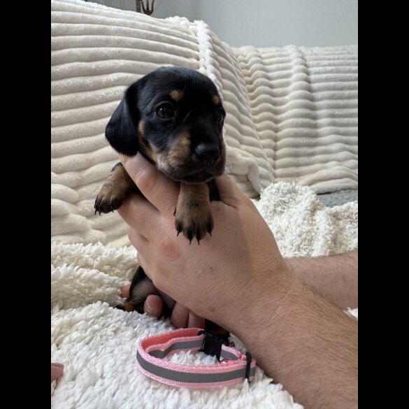 Dachshund (Smooth Haired)