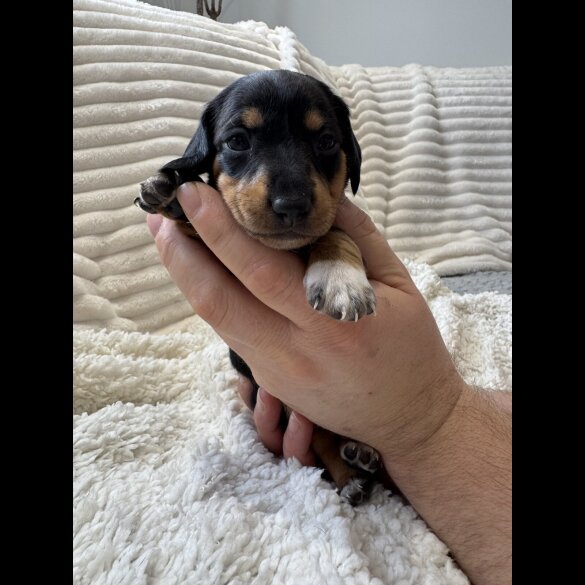 Dachshund (Smooth Haired)