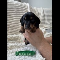 Dachshund (Smooth Haired)