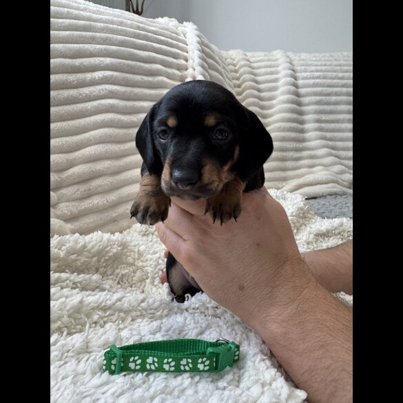 Dachshund (Smooth Haired)