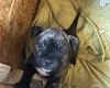 American Bulldog