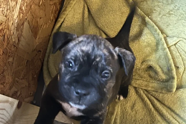 American Bulldog