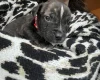 American Bulldog