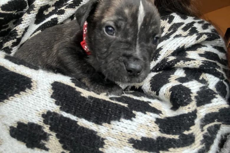 American Bulldog