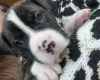 American Bulldog