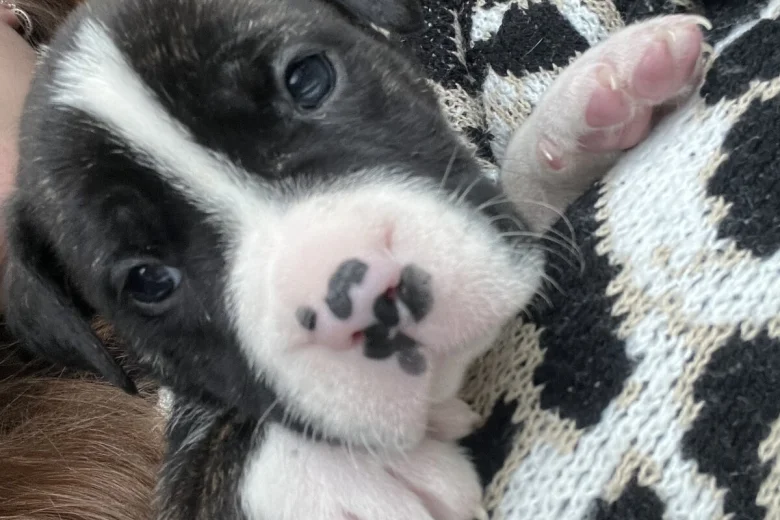 American Bulldog