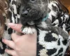 American Bulldog