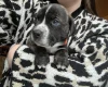 American Bulldog