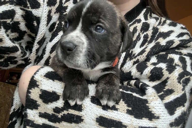American Bulldog