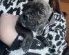 American Bulldog