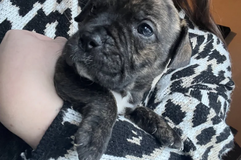 American Bulldog