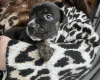 American Bulldog