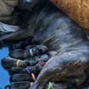 American Bulldog