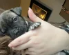 American Bulldog