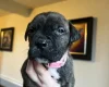 American Bulldog