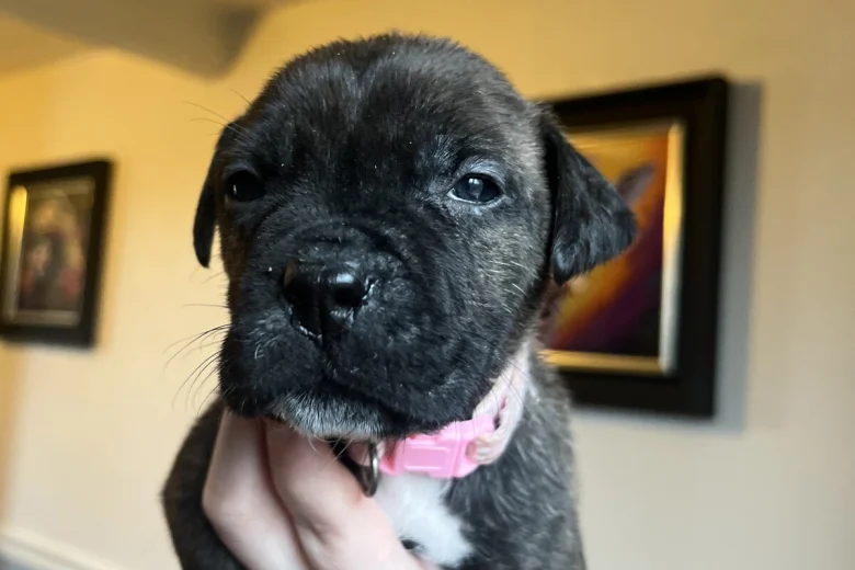 American Bulldog